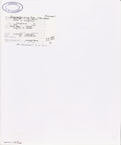 Sanguisorba minor Scop. subsp. minor