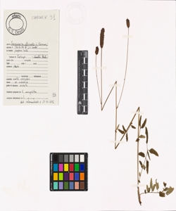 Sanguisorba officinalis L.