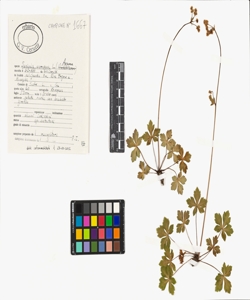 Sanicula europaea L.