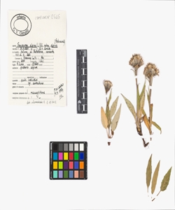 Saussurea alpina (L.) DC. subsp. alpina