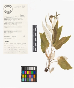 Saussurea discolor (Willd.) DC.