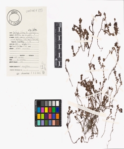 Saxifraga biflora All. subsp. biflora