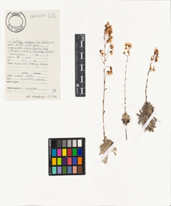 Saxifraga cochlearis Rchb.