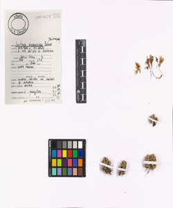 Saxifraga diapensioides Bellardi