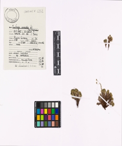 Saxifraga muscoides All.