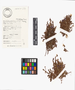 Saxifraga oppositifolia L. subsp. murithiana (Tissi¿re) Braun-Blanq.