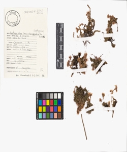 Saxifraga retusa Gouan subsp. augustana (Vacc.) D.A. Webb