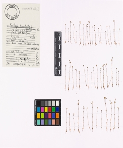 Saxifraga tridactylites L.