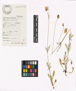 Scabiosa columbaria L. subsp. columbaria