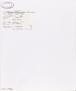 Scabiosa mollissima Viv.