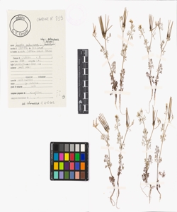 Scandix pecten-veneris L. subsp. pecten-veneris