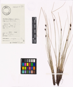 Schoenus ferrugineus L.