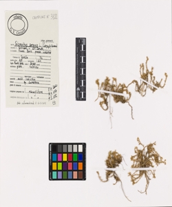 Scleranthus perennis L. subsp. perennis