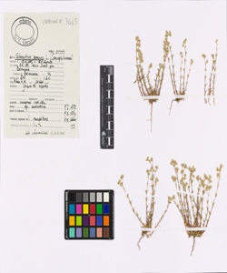 Scleranthus perennis L. subsp. perennis