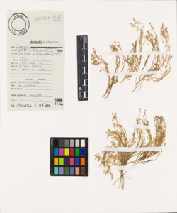 Scleranthus polycarpos L.