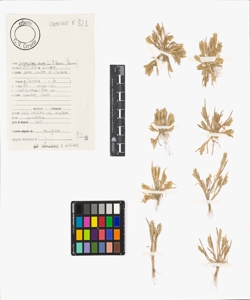 Sclerochloa dura (L.) P. Beauv.