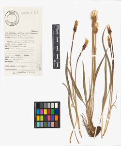 Scorzonera austriaca Willd.