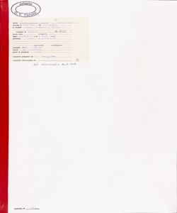 Scrophularia canina L. s.l.