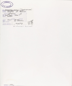 Scrophularia canina L. s.l.