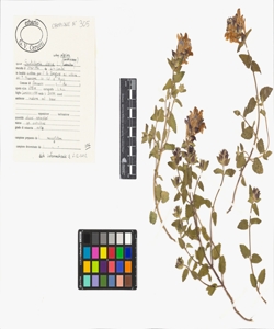Scutellaria alpina L. subsp. alpina