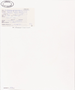 Scutellaria galericulata L.