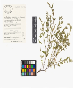 Scutellaria galericulata L.