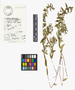 Scutellaria galericulata L.