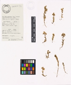 Sedum sarmentosum Bunge