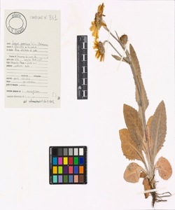 Senecio doronicum (L.) L.