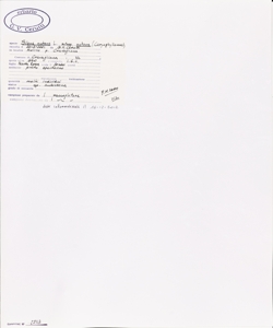 Silene nutans L. subsp. nutans