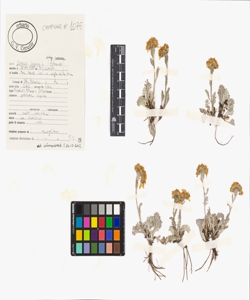 Senecio incanus L. subsp. incanus