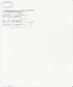 Sesleria autumnalis (Scop.) F.W. Schultz