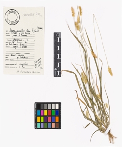 Setaria pumila (Poir.) Roem. & Schult.