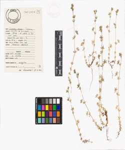 Sherardia arvensis L.