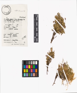 Silene acaulis (L.) Jacq. subsp. cenisia Vierh.