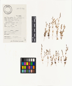 Silene sedoides Poir. subsp. sedoides