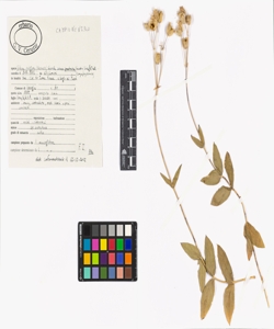 Silene vulgaris (Moench) Garcke subsp. vulgaris