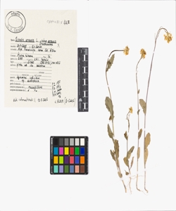 Sinapis arvensis L. subsp. arvensis