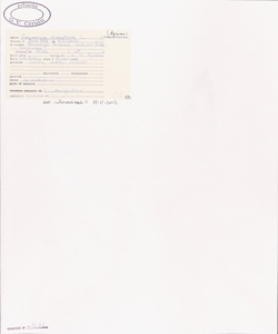 Smyrnium olusastrum L.