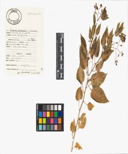 Solanum dulcamara L.