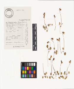 Soldanella pusilla Baumg. subsp. alpicola (F.K. Mey.) Chrtek
