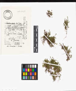 Soleirolia soleirolii (Req.) Dandy