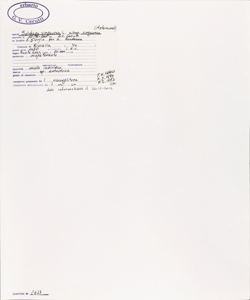 Solidago virgaurea L. subsp. virgaurea