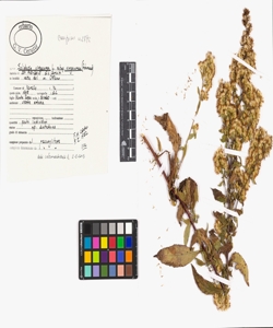 Solidago virgaurea L. subsp. virgaurea