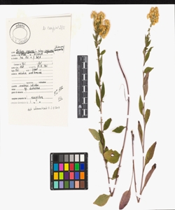 Solidago virgaurea L. subsp. virgaurea