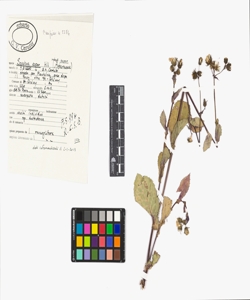 Sonchus asper Hill subsp. asper