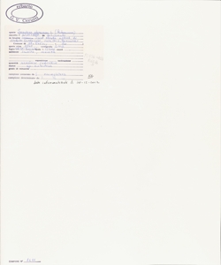 Sonchus oleraceus L.