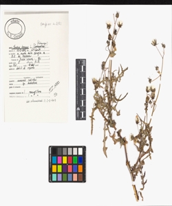 Sonchus oleraceus L.