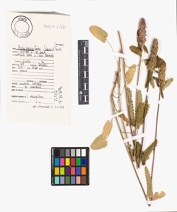 Stachys pradica (Zanted.) Greuter & Pignatti