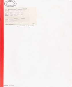 Stachys recta L. subsp. recta